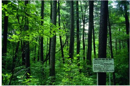 Researchers Reveal the Importance of Pathogenic Fungi and Insects to Coexistence of Woody Plant Species in a Temperate Forest