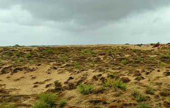 New Discoveries Made by Scientists on Ecophysiology of Declining Shelter Forests in Horqin Sandy Land