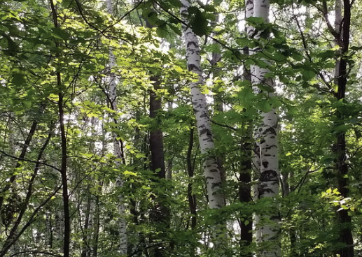 Researchers Reveal Lignin Protection Mechanism in Forest Soils