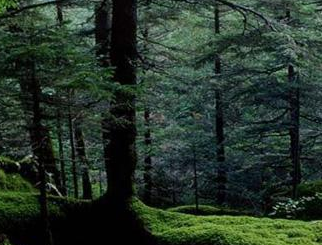 Researchers Find that Above- and Under-ground Biodiversity Jointly Affects Forest Ecosystem Multifunctionality