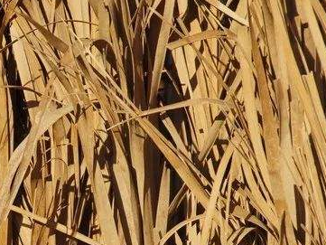 Researchers Reveal How Amount and Frequency of Stover Mulching Regulate Decomposition Pathways of Soil Micro-foodwebs