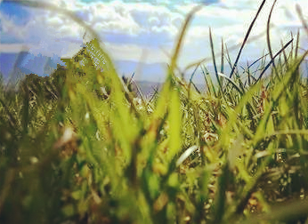 How Nitrogen Deposition Affects Community Litter Nutrient Status