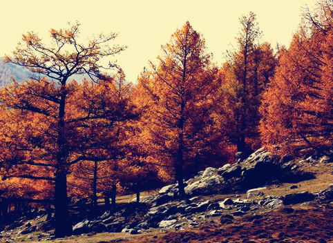 Researchers Reveal the Important Role of Seed Orchards in Protecting the Genetic Diversity of Pinus Koraiensis