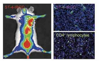 A Potential Drug Candidate for Tumor-targeting Immunotherapy was Constructed and Verified by IAE Researchers
