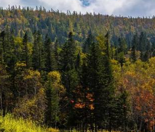 Post-fire Understory Recovery Regulated by Multiple Factors in a Chinese Boreal Forest