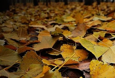 Study Reveals Microbial-litter Interactions Accelerate Litter Decomposition