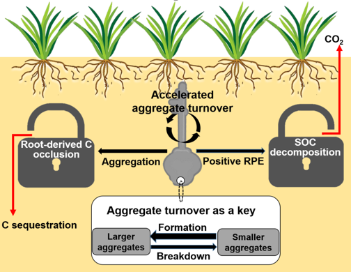 Researchers Reveal the Tight Association between Root-driven Soil Aggregate Turnover and Rhizosphere Priming