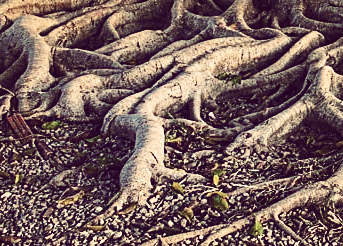 Morphological Traits of Absorptive Roots May Be Responsible for Rhizosphere Priming of Tree Species