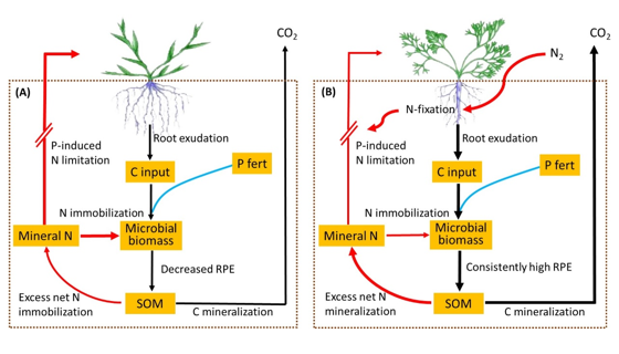 C-N-P Interactions Are of Significance for Understanding the Rhizosphere Priming