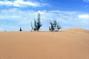 Hydraulic Failure Is Involved in the Decline of Sand-fixing Salix Gordejevii Shrubs