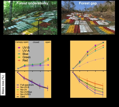 Unignorable photodegradation: Solar radiation is accelerating carbon cycle process of temperate forest ecosystems
