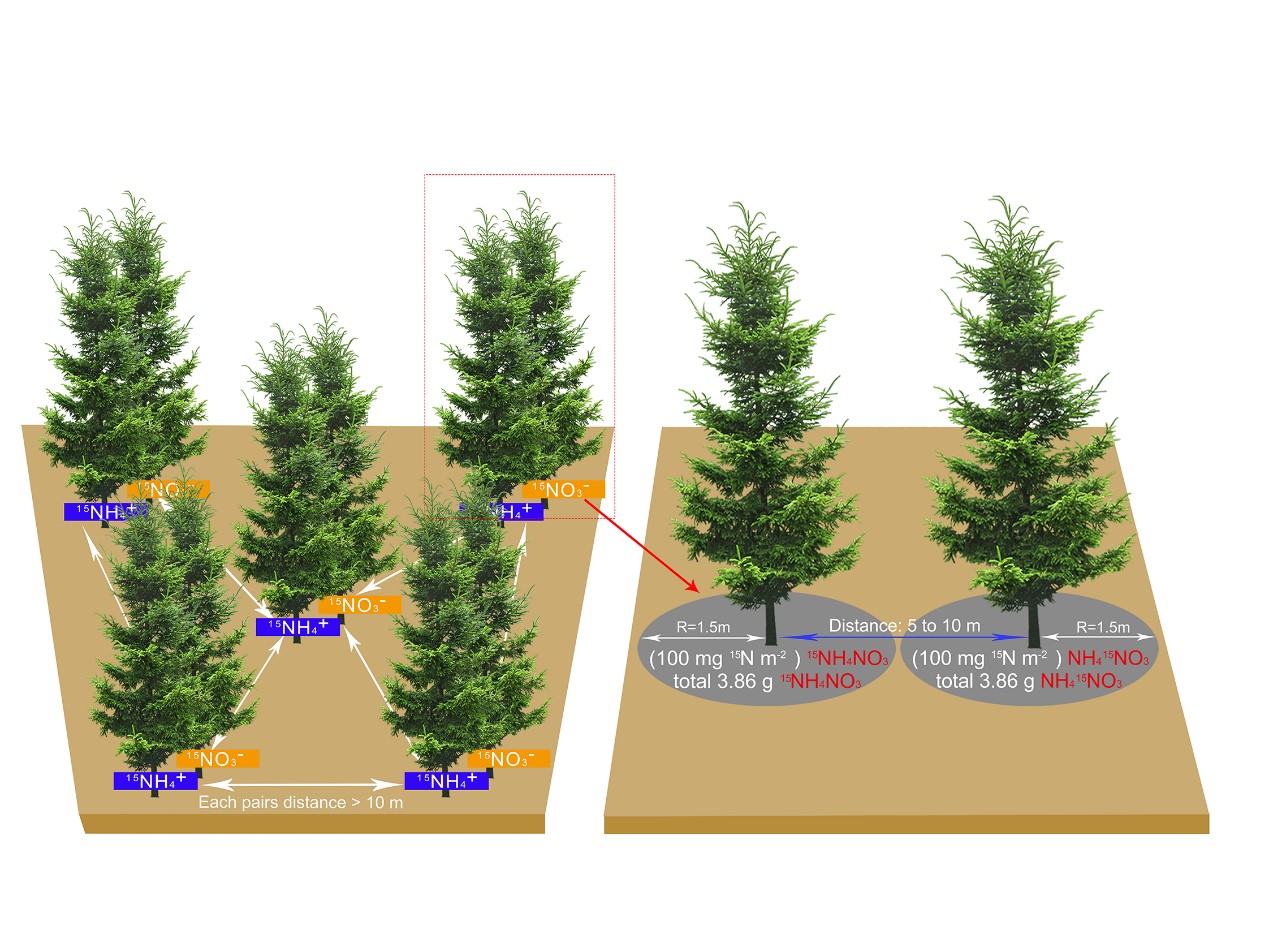 Scientists Find the Nitrogen Uptake Strategy of Mature Conifers in Northeast China