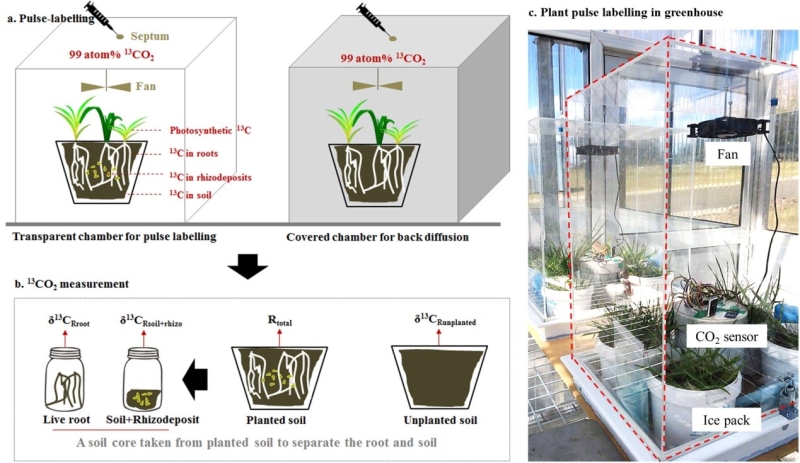 A Novel Method to Quantify the Decomposition of Rhizodeposits