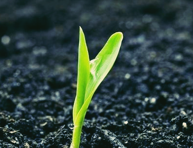 Scientists Have Series of Discoveries on Soil Microbial Carbon Pump and Carbon Storage Mechanism