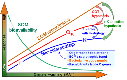 Scientists Found Eco-strategies of Soil Microbes Control Temperature Sensitivity of Organic Matter Decomposition