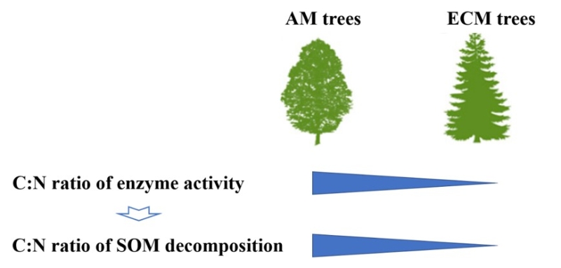 Mycorrhizal Type May Play an Important Role in Regulating Rhizosphere Priming