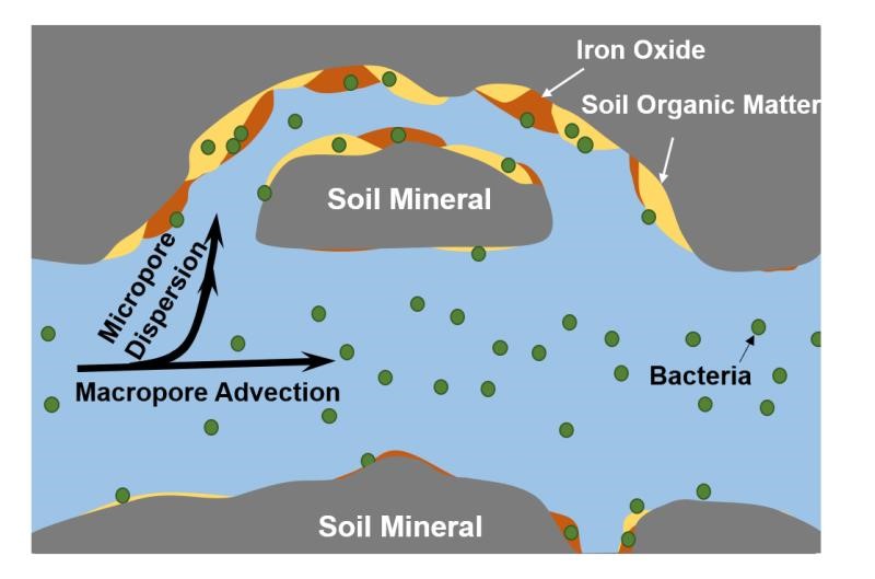 Bacterial Mobility Facilitated by Soil Depth and Intact Structure