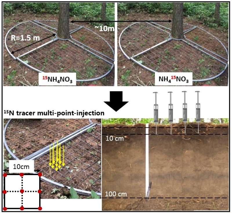 Researchers Develop and Improve the in Situ Paired 15N Labeling Technique to Study Mature Tree N Uptake Preference