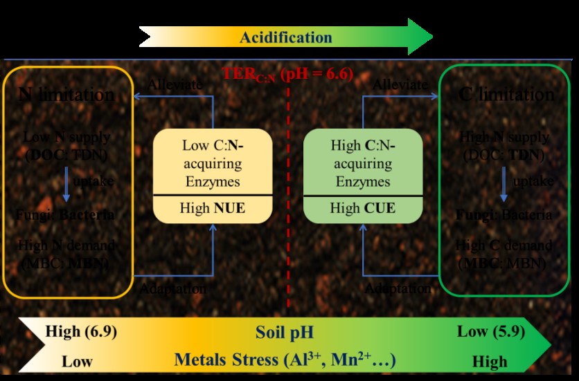 How Do Microbial Communities Adapt to Soil Acidification?