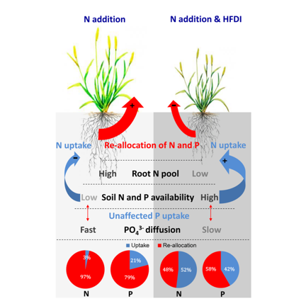 A Novel Dual-labelling Technique to Quantify the Contribution of Root Nutrient Re-allocation to Plant Regrowth after Defoliation