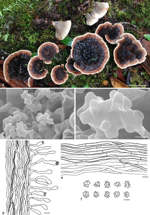 Researchers Elucidate Endangered Stipitate Hydnaceous Fungi in China