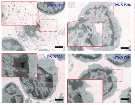 Polystyrene Nanoplastics Inhibit Key Signaling Pathways for the Activation of Immune T cells