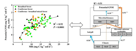 Gross Nitrogen Mineralization Is Non-linearly Correlated with Microbial Respiration along Forest Transect