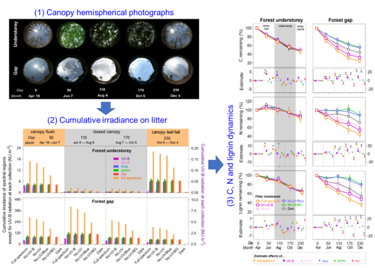 The Impact of Solar Radiation on Litter C and N Dynamics Depending on Forest Canopy Structure and Phenology