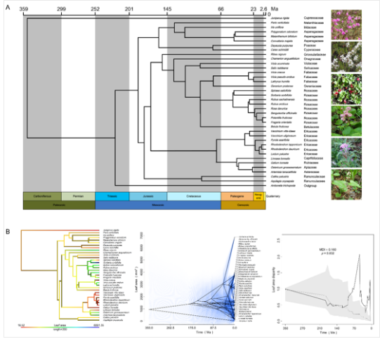 How Functional Traits Diversified and Phylogenetically Correlated for Co‐occurring Understory Species in Boreal Forest?