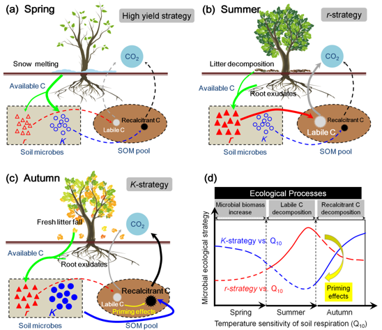 The Underlying Microbial Mechanisms Driving the Temperature Sensitivity of Soil Respiration Varied by Season