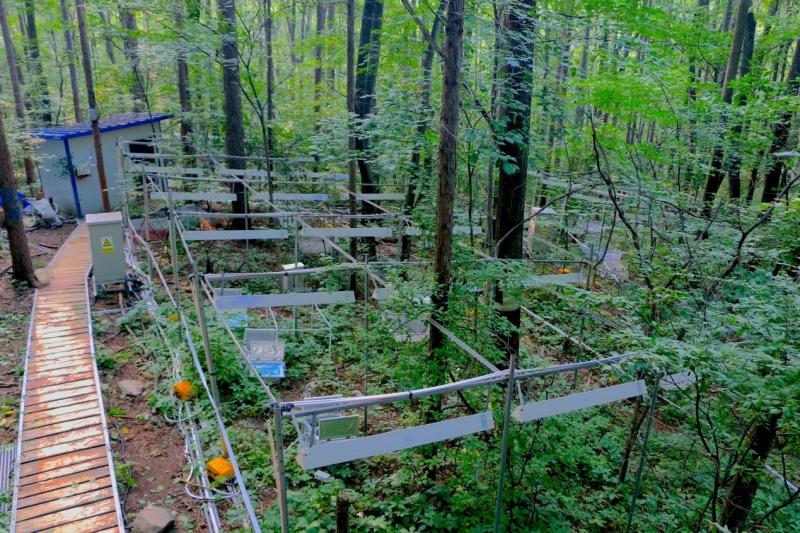 Ecosystem-scale Forest Soil Warming with Infrared Heater Arrays
