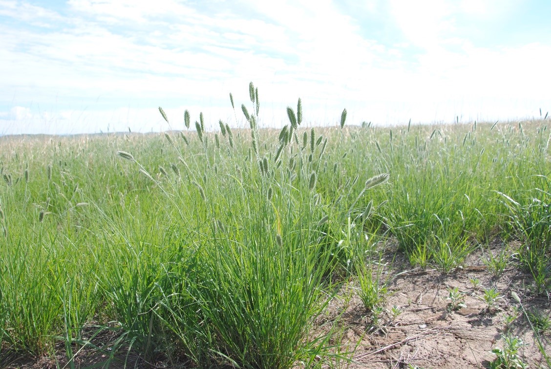 Variable Responses of Seed Traits to Extreme Drought Do Not Preclude Their Strong Relationships with Drought Sensitivity