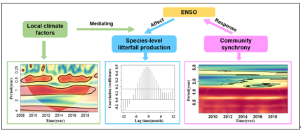 New Study Uncovers the Regulatory Effects of El Ni#n;o–Southern Oscillation (ENSO) on Temperate Forests’ Seed and Leaf Fall