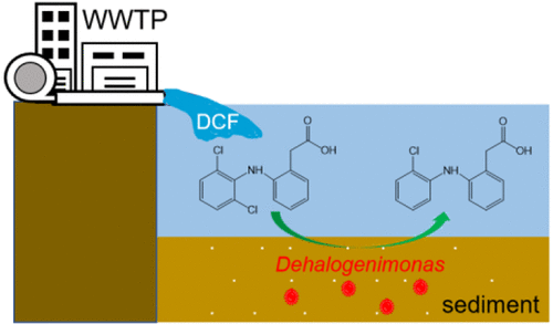 Researchers Discover New Dehalogenimonas sp. Strain Capable of Driving Dechlorination of Diclofenac