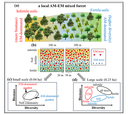 New mycorrhizal dominance mechanism drives the scale-dependent biodiversity-ecosystem functioning relationships