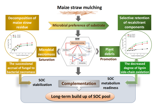 The Build-up of Soil Organic Carbon Pool in Conservation Agriculture is Determined by the Complementation between Microbial- and Plant-derived Components