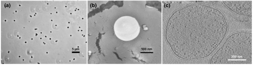 The Discovery, Identification, and Naming of New Species of Organohalide-respiring Bacteria
