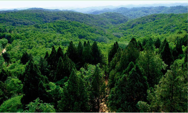 A New Study Quantifies Temperature Sensitivity of Soil Gaseous Nitrogen Loss in Forest Ecosystems