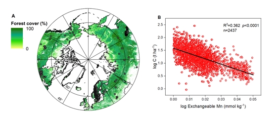Scientists Discovered Methods to Regulate Carbon Storage in the Humus Layer of Northern Forest