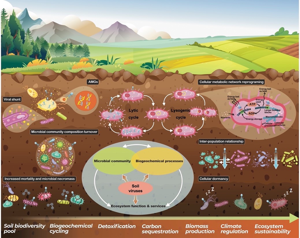 CAS' Study Sheds Light on the Hidden World of Soil Viruses