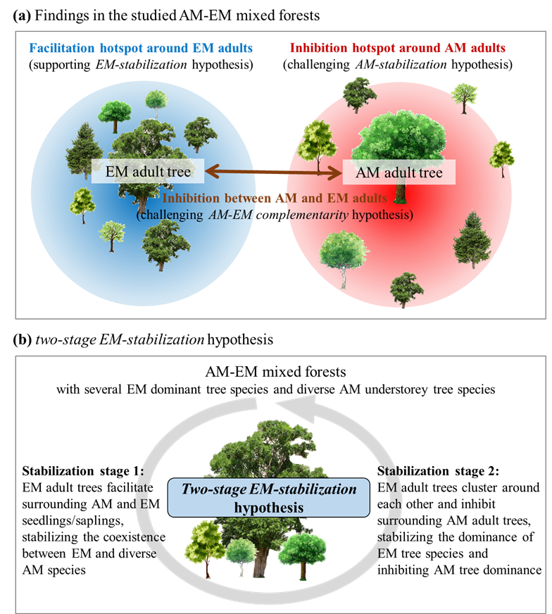  New Study Reveals Key Role of Mycorrhizal Fungi in Maintaining Temperate Forest Diversity