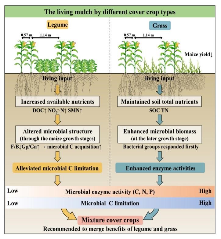 Cover Crops as Living Mulch Boost Soil Health and Nutrient Cycling, Study Finds