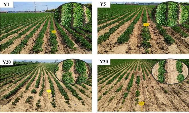 Unbalanced Soil Nematode Communities Behind Crop Rotation Challenges
