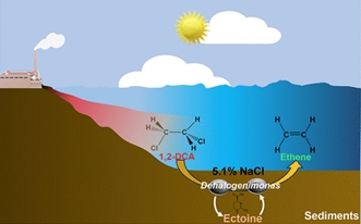 Estuary Bacteria Offer Hope for Pollutant Detoxification in Saline Waters