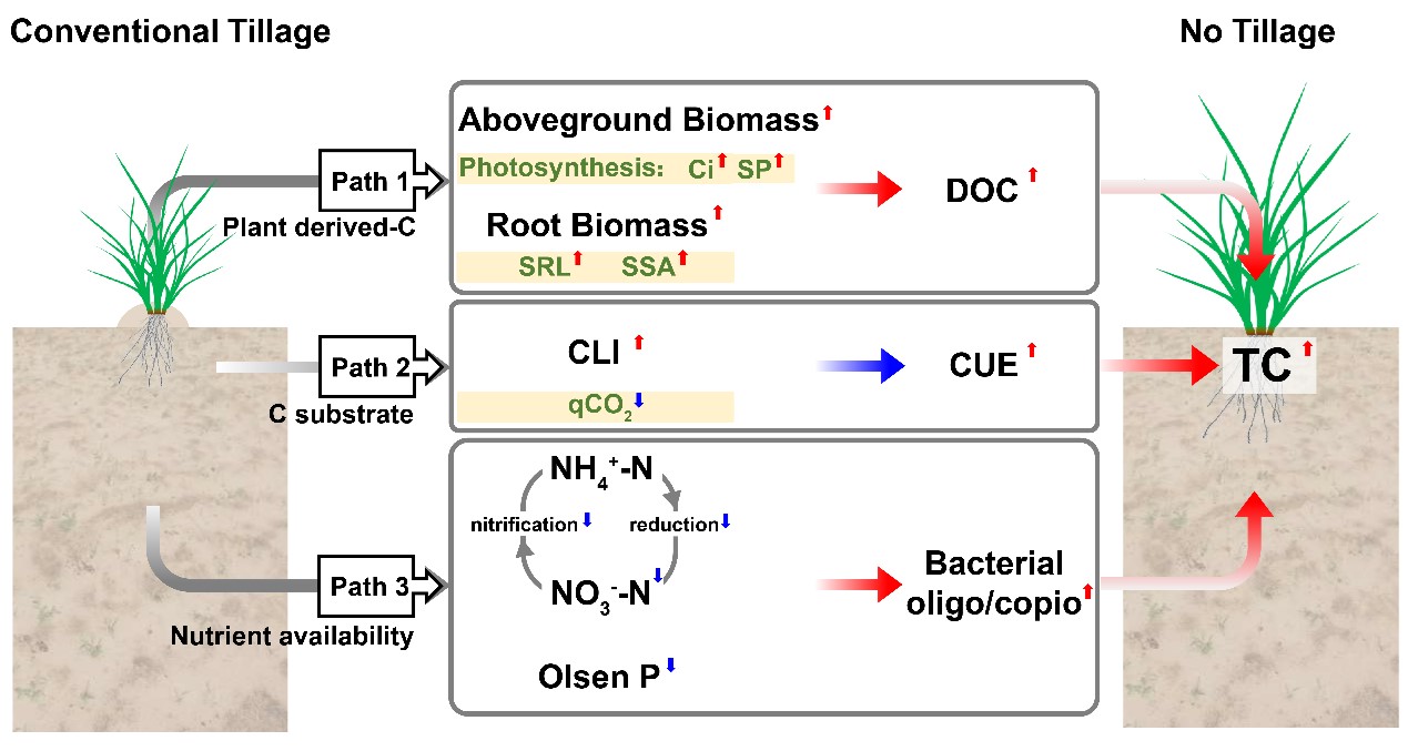 No-Tillage Enhances Soil Carbon in Sandy Agroecosystems