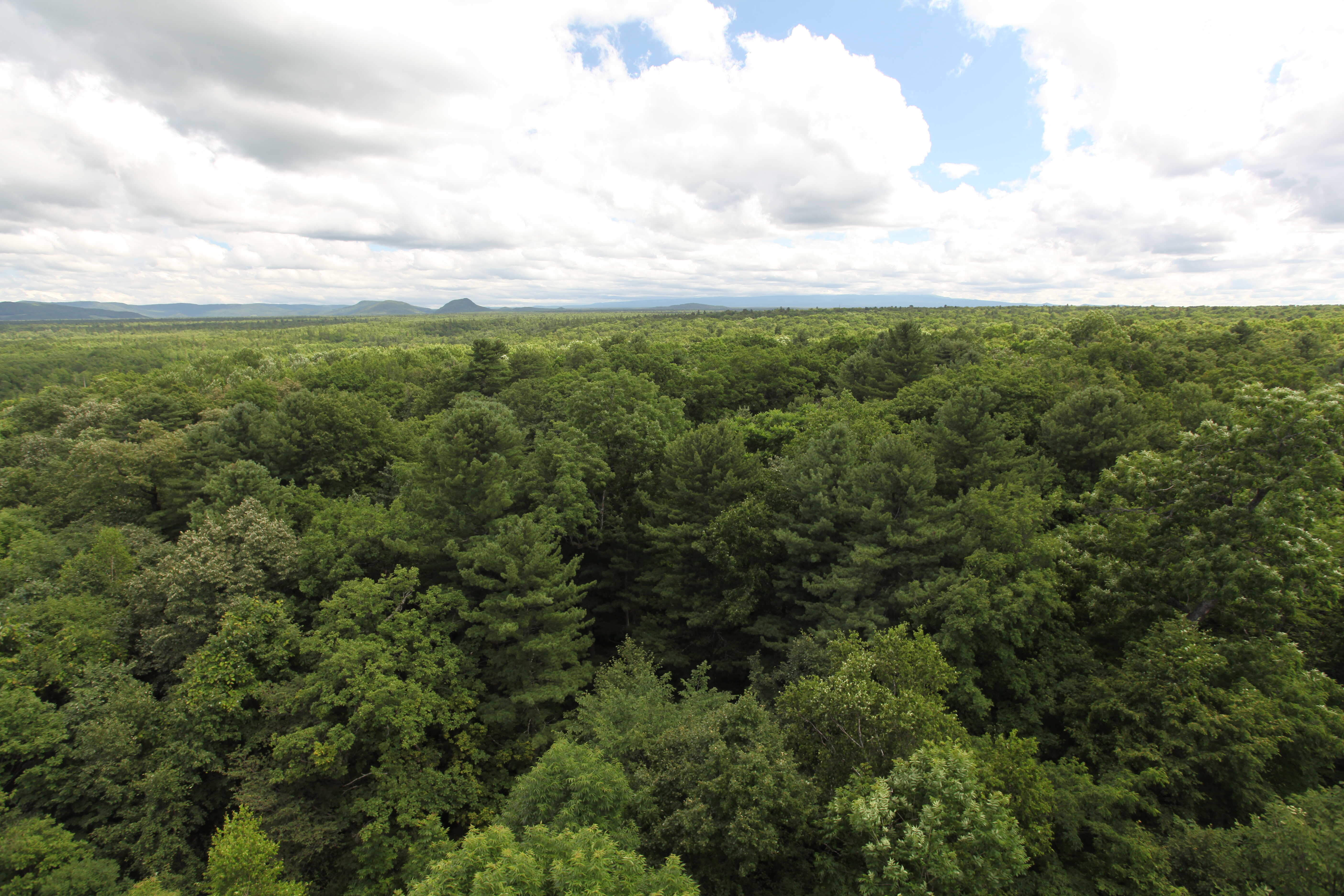 Researchers Develop One Novel Combined Dispersal-Mycorrhiza Hypothesis To Explain The Global Forest Biodiversity Maintenance