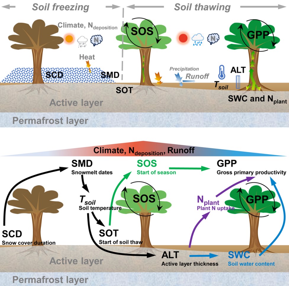Warming-Independent Snow Loss Accelerates Vegetation Greening Through Permafrost Thaw, Study Reveals