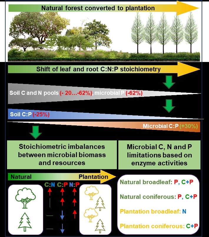 Global Shift from Natural Forests to Plantations Alters Ecosystem Nutrient Balance, Study Finds