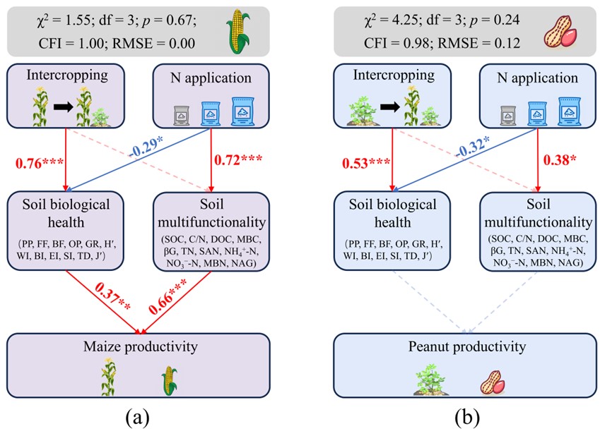 Intercropping With Reduced Nitrogen Fertilizer Boosts Soil Health Without Sacrificing Crop Yield