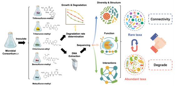 Scientists Reveal Mechanisms of Synthetic Microbial Consortium for Soil Remediation